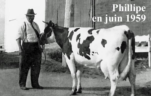 Philippe et sa vache